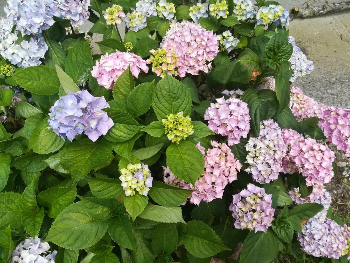 Le Clos Des Hortensias Toutainville Exteriör bild